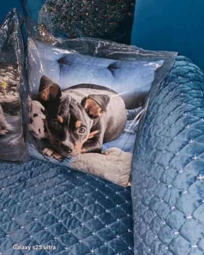 Click to view full screen Προσωποποιημένο μαξιλάρι με φωτογραφία – εκτύπωση photo review