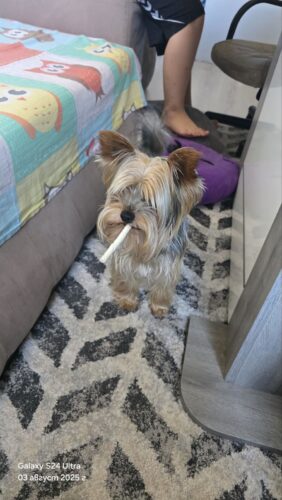 Click to view full screen Προσωποποιημένο Μαξιλάρι με Φωτογραφία & Σχήμα Αγαπίνο photo review